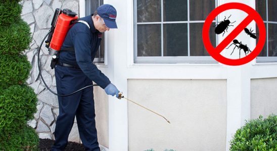 Kağıthane Kemirgen İlaçlama böcek ilaçlama ve haşere kontrolü — ilaclama-tr.com